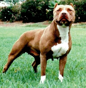 pittbull